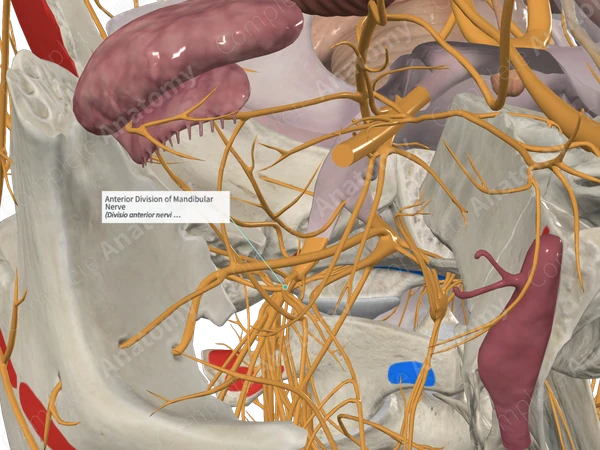 Anterior Division of Mandibular Nerve