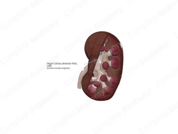 Major Calices (Anterior Part; Left)
