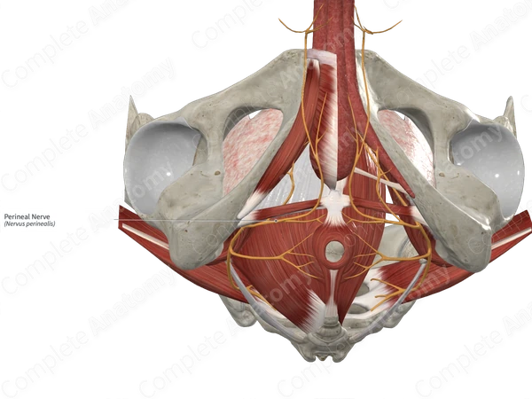 Perineal Nerve 
