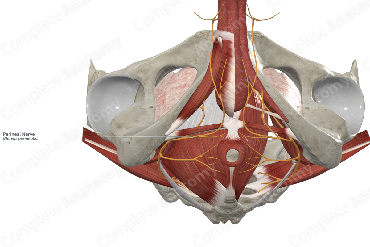 Perineal Nerve 