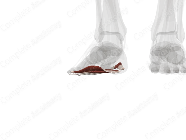 First Layer of Muscles of Plantar Part of Foot (Left)