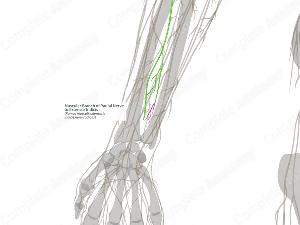 Muscular Branch of Radial Nerve to Extensor Indicis (Left)