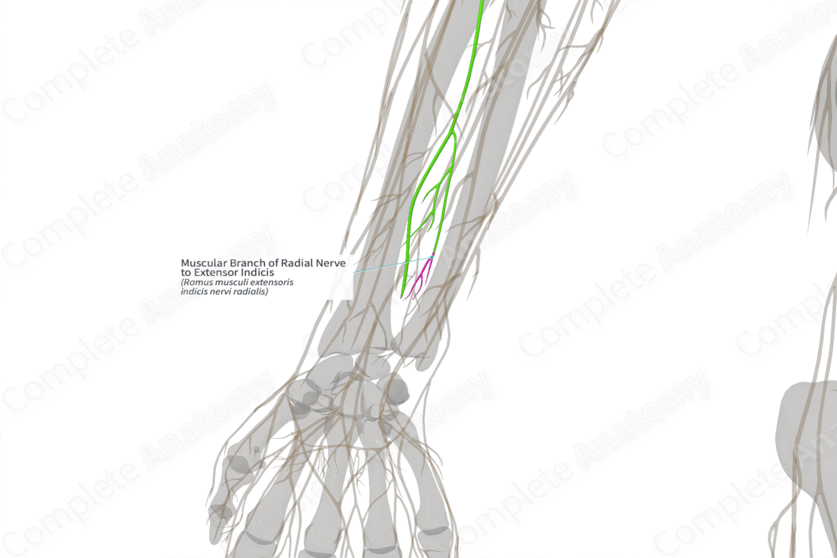 Muscular Branch of Radial Nerve to Extensor Indicis (Left)