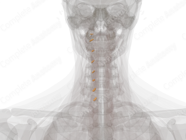 Spinal Ganglia of Cervical Nerves (Left)