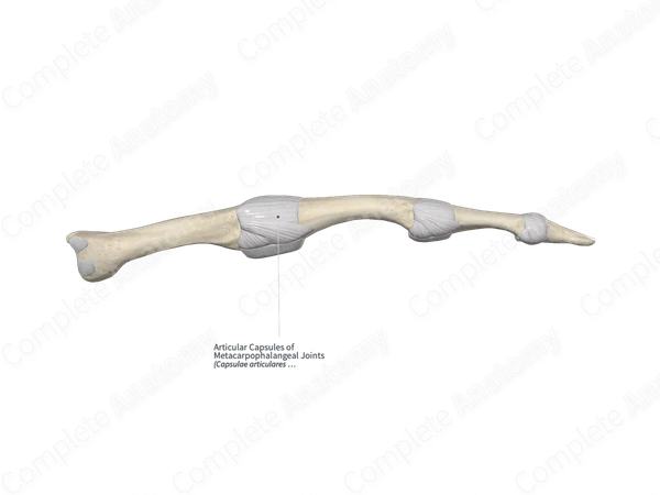 Articular Capsules of Metacarpophalangeal Joints
