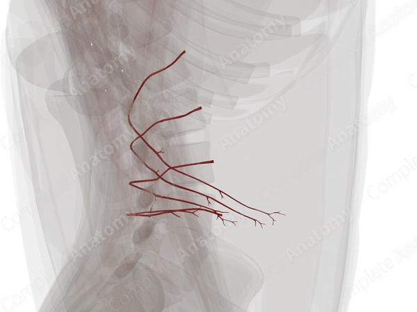 Lumbar Arteries (Left)