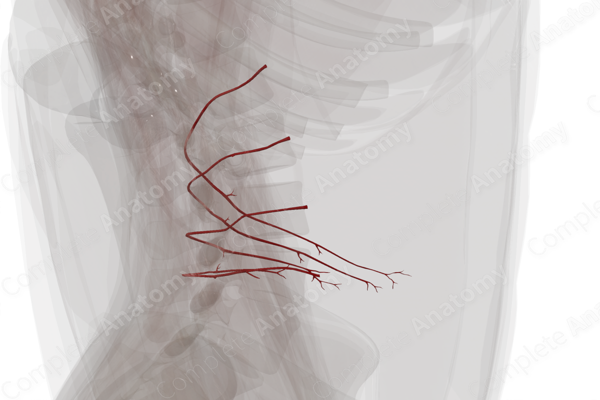 Lumbar Arteries (Left)