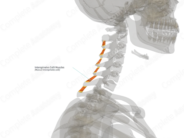Interspinales Colli Muscles (Right)