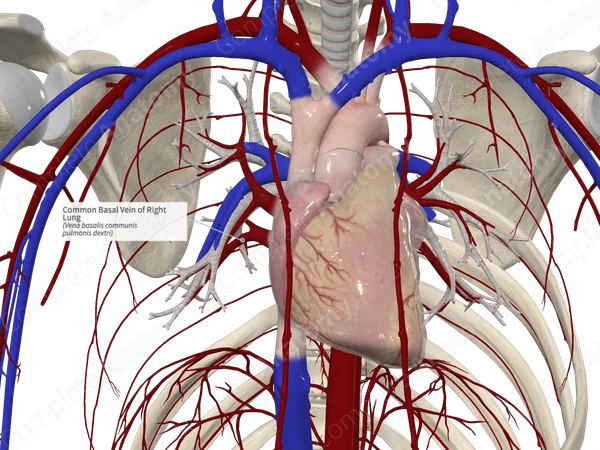 Common Basal Vein of Right Lung