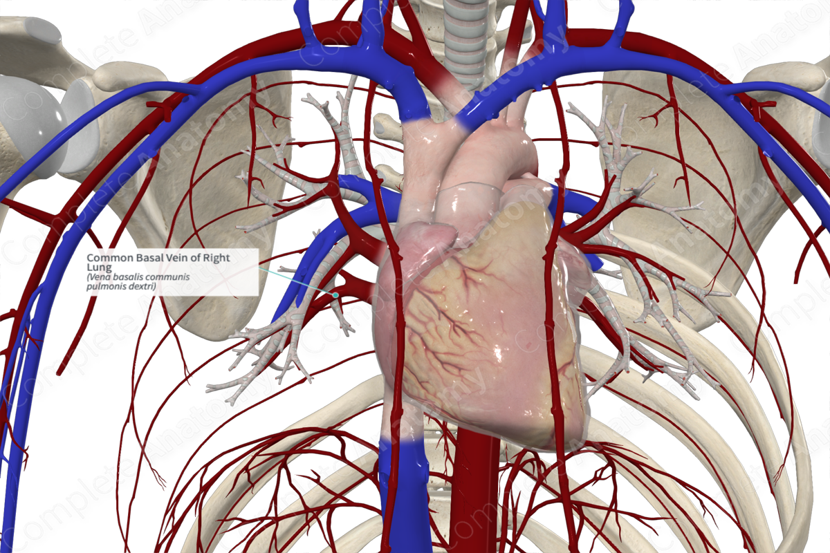 Common Basal Vein of Right Lung