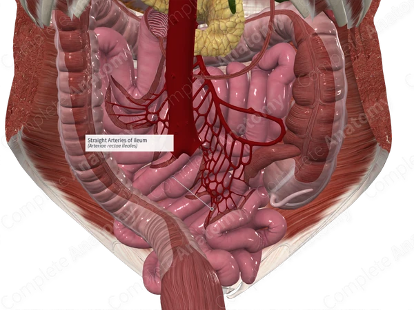 Straight Arteries of Ileum
