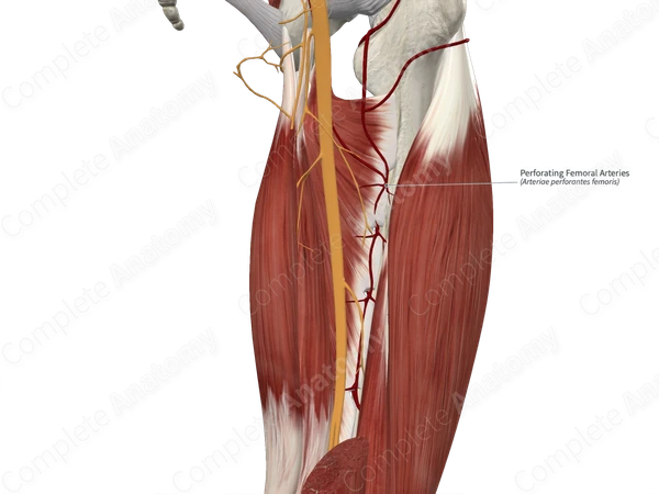Perforating Femoral Arteries