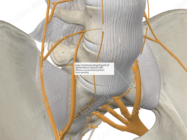 Gray Communicating Branch of Spinal Nerve (Sacral; Left)