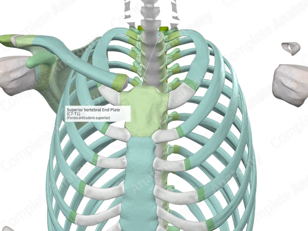 Superior Vertebral End Plate (C7-T1)