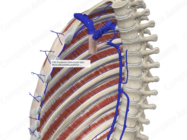 Fifth Posterior Intercostal Vein