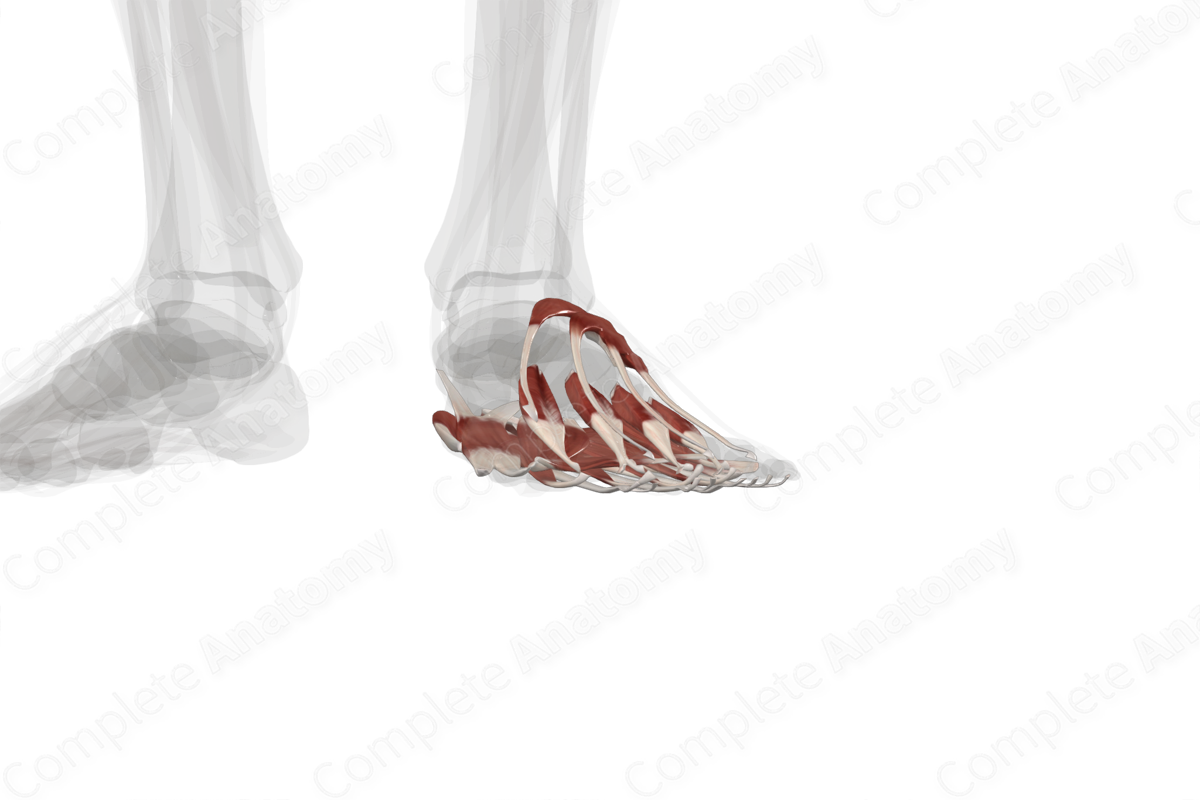 Muscles of Foot (Left) Biology Diagrams