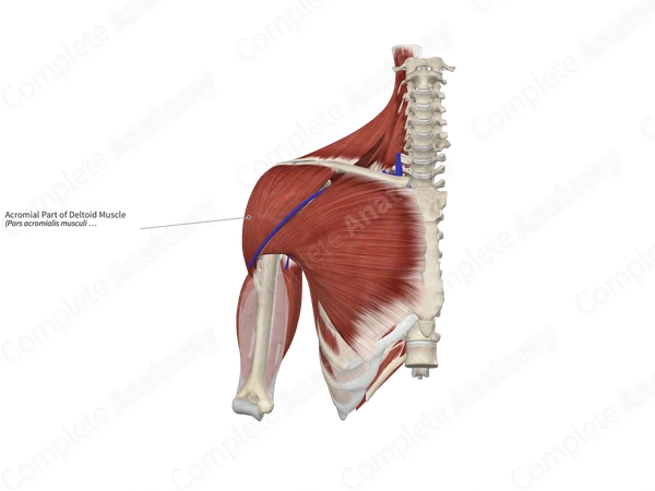 Acromial Part of Deltoid Muscle