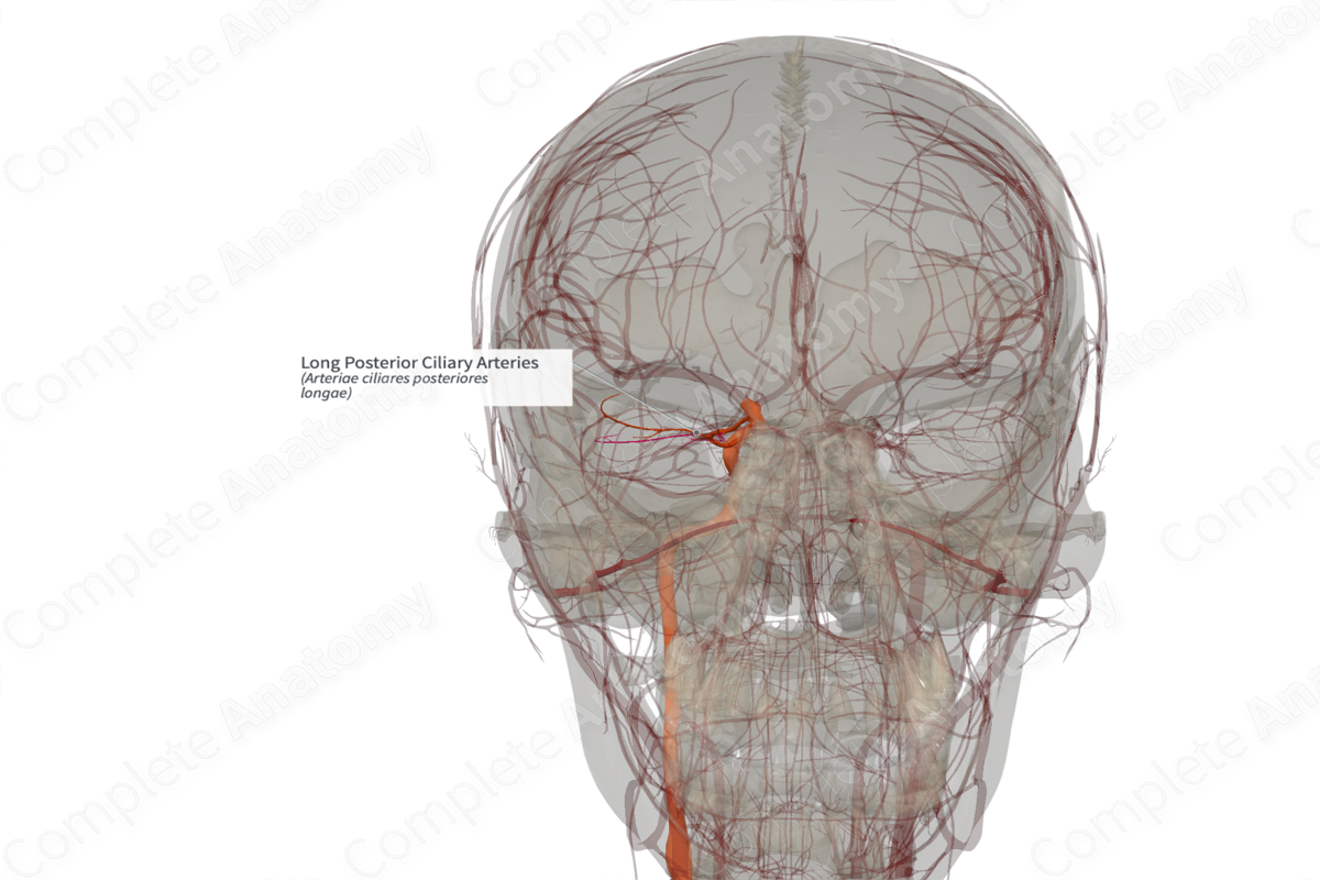 Long Posterior Ciliary Arteries (Right)