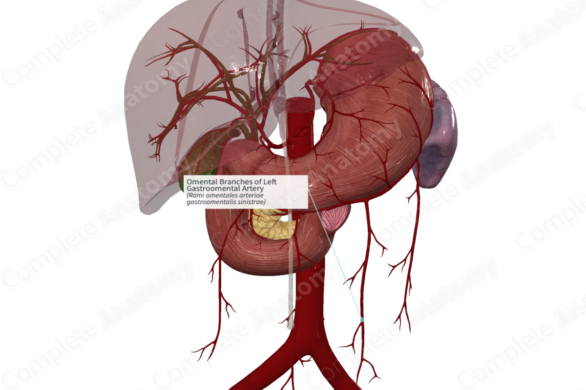 Omental Branches of Left Gastroomental Artery