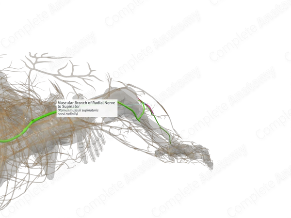 Muscular Branch of Radial Nerve to Supinator (Left)