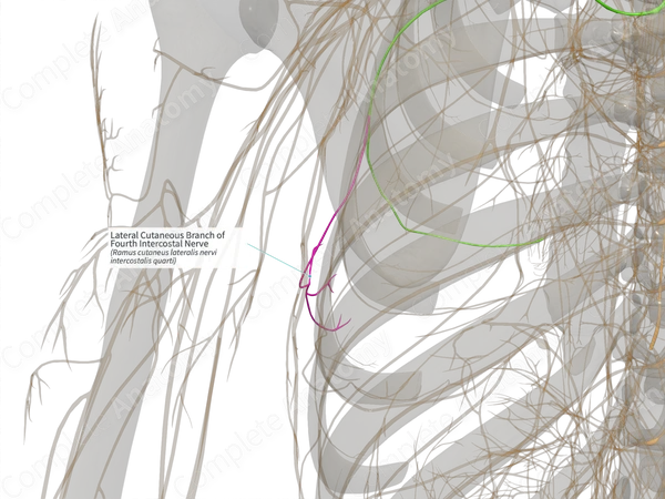 Lateral Cutaneous Branch of Fourth Intercostal Nerve (Left)