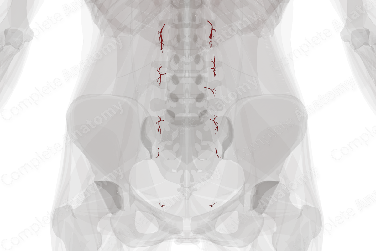 Arteries of Ureter