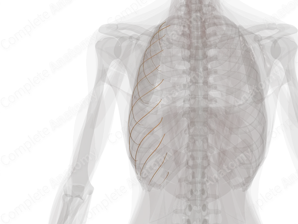 Collateral Branches of Intercostal Nerves (Left)