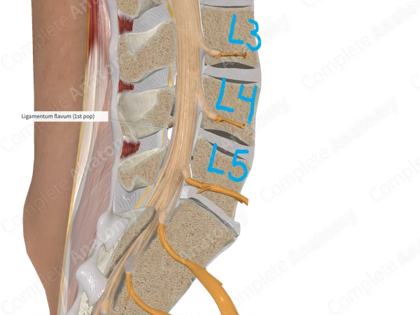 Ligamenta Flava (Lumbar Part)