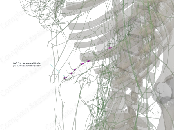 Left Gastroomental Nodes