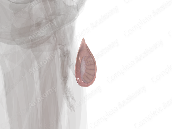 Testis (Lateral Part; Left)
