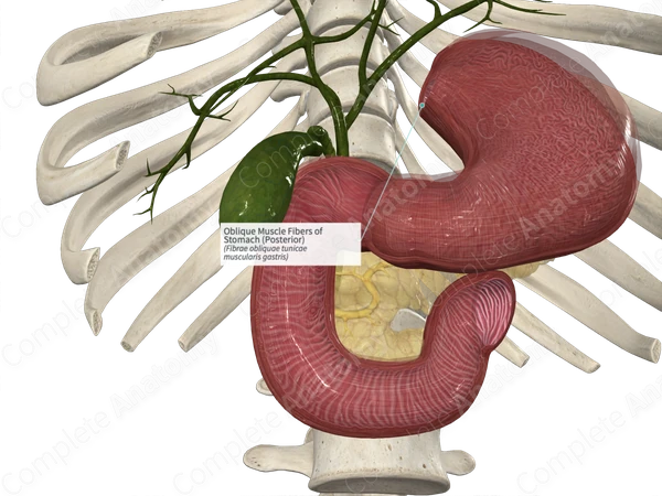 Oblique Muscle Fibers of Stomach (Posterior)