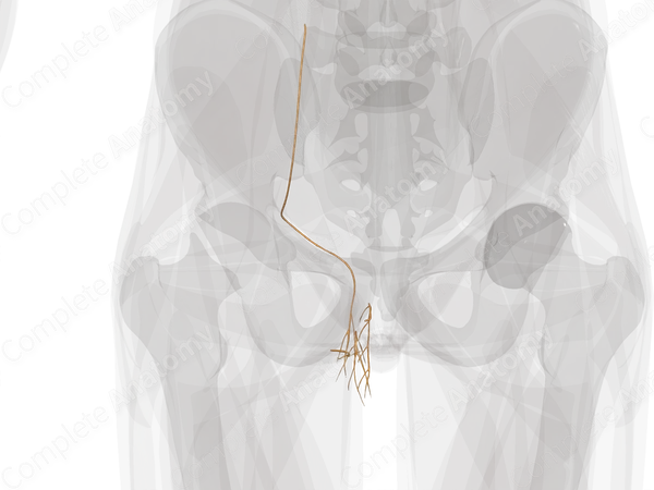 Nerves of Male Genital System (Left)