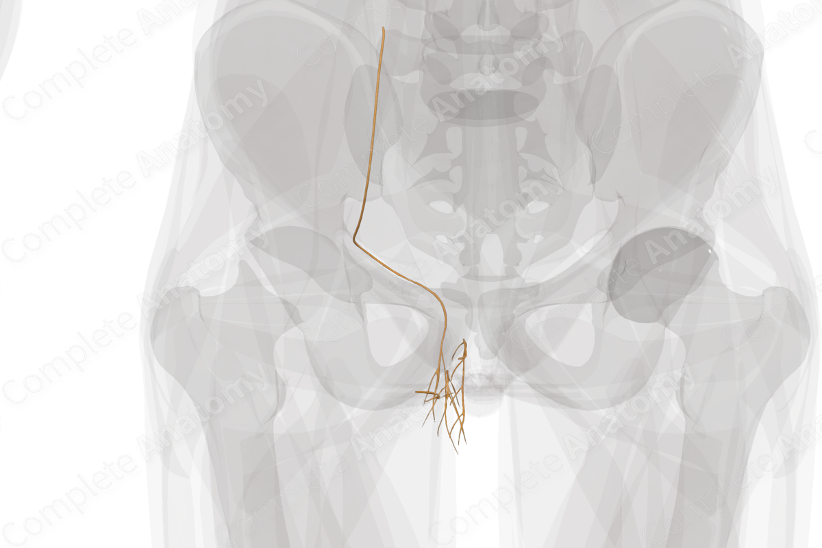 Nerves of Male Genital System (Left)