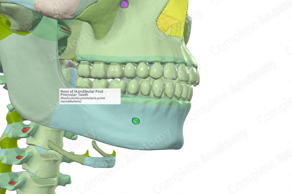 Root of Mandibular First Premolar Tooth