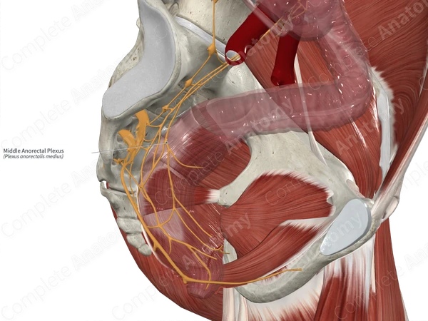 Middle Anorectal Plexus
