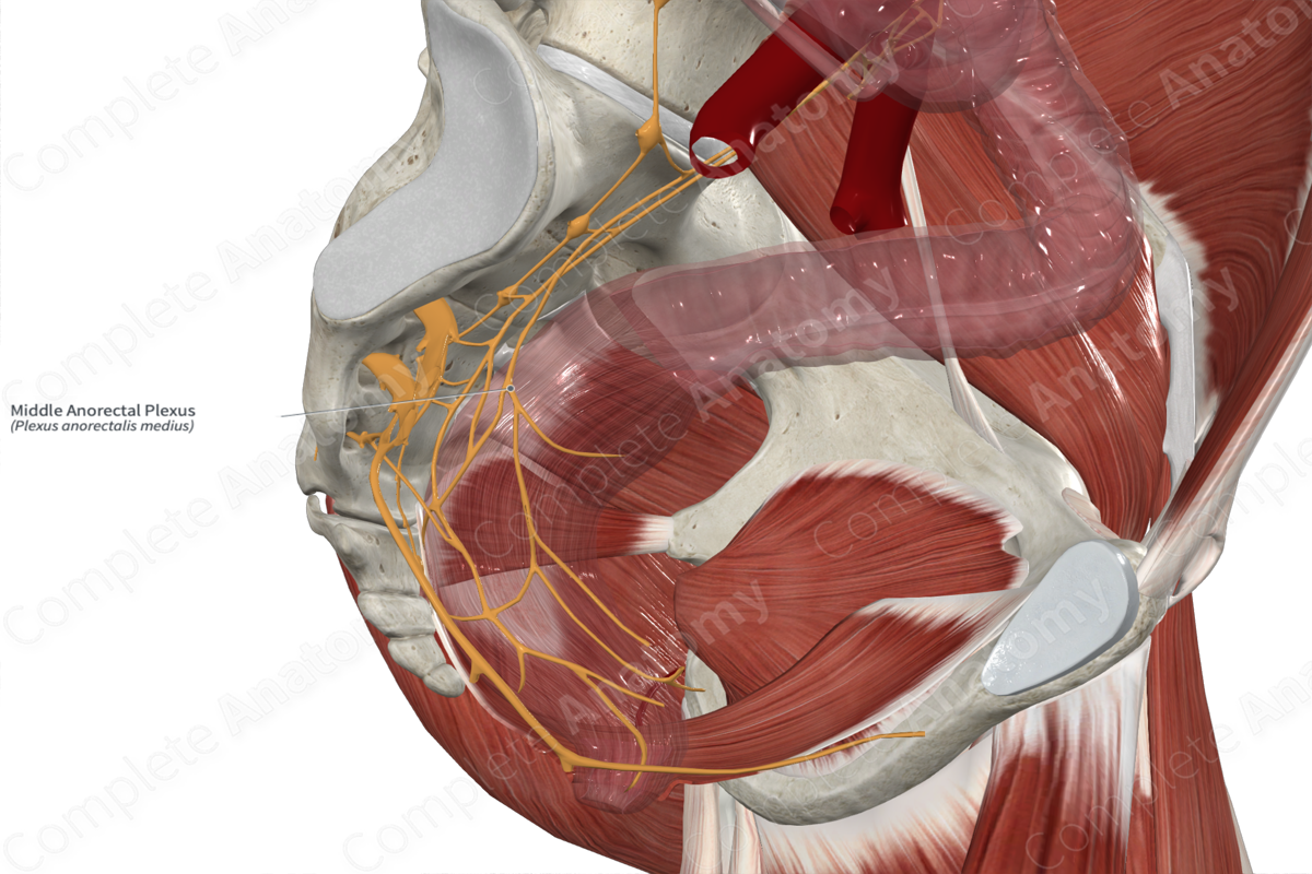 Middle Anorectal Plexus 