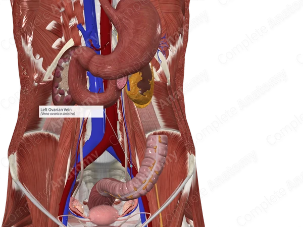 Left Ovarian Vein