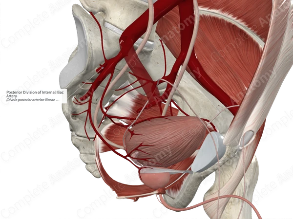 Posterior Division of Internal Iliac Artery