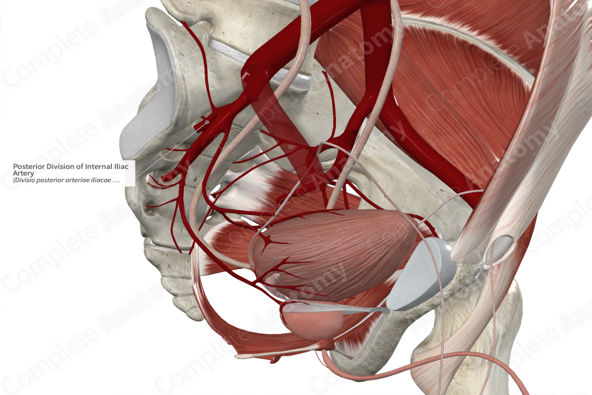 Posterior Division of Internal Iliac Artery 