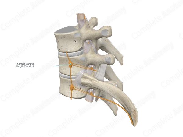 Thoracic Ganglia