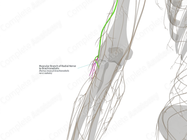 Muscular Branch of Radial Nerve to Brachioradialis (Left)