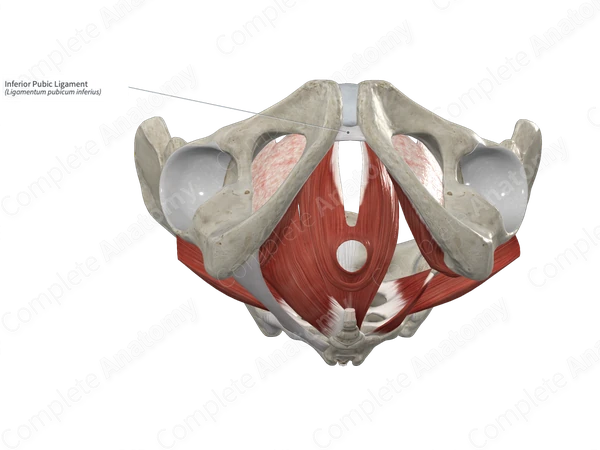 Inferior Pubic Ligament