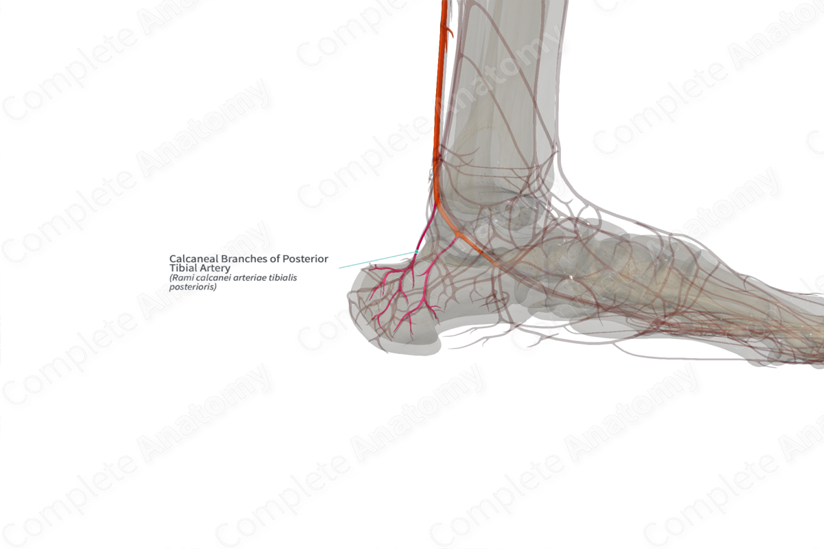 Calcaneal Branches of Posterior Tibial Artery (Right)