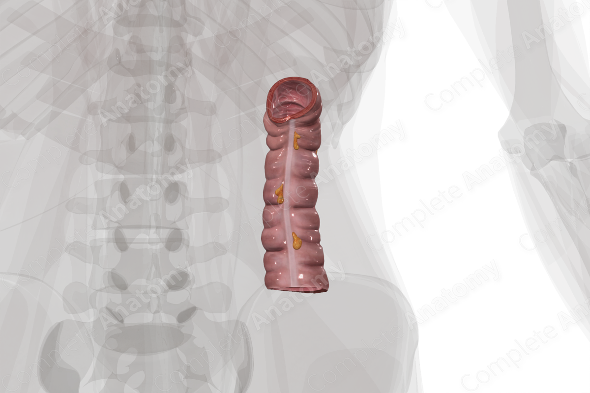 Descending Colon