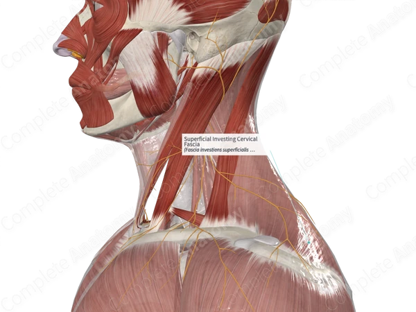Superficial Investing Cervical Fascia