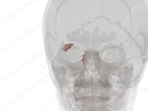Lacrimal Apparatus (Left)