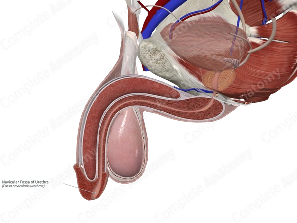 Navicular Fossa of Urethra