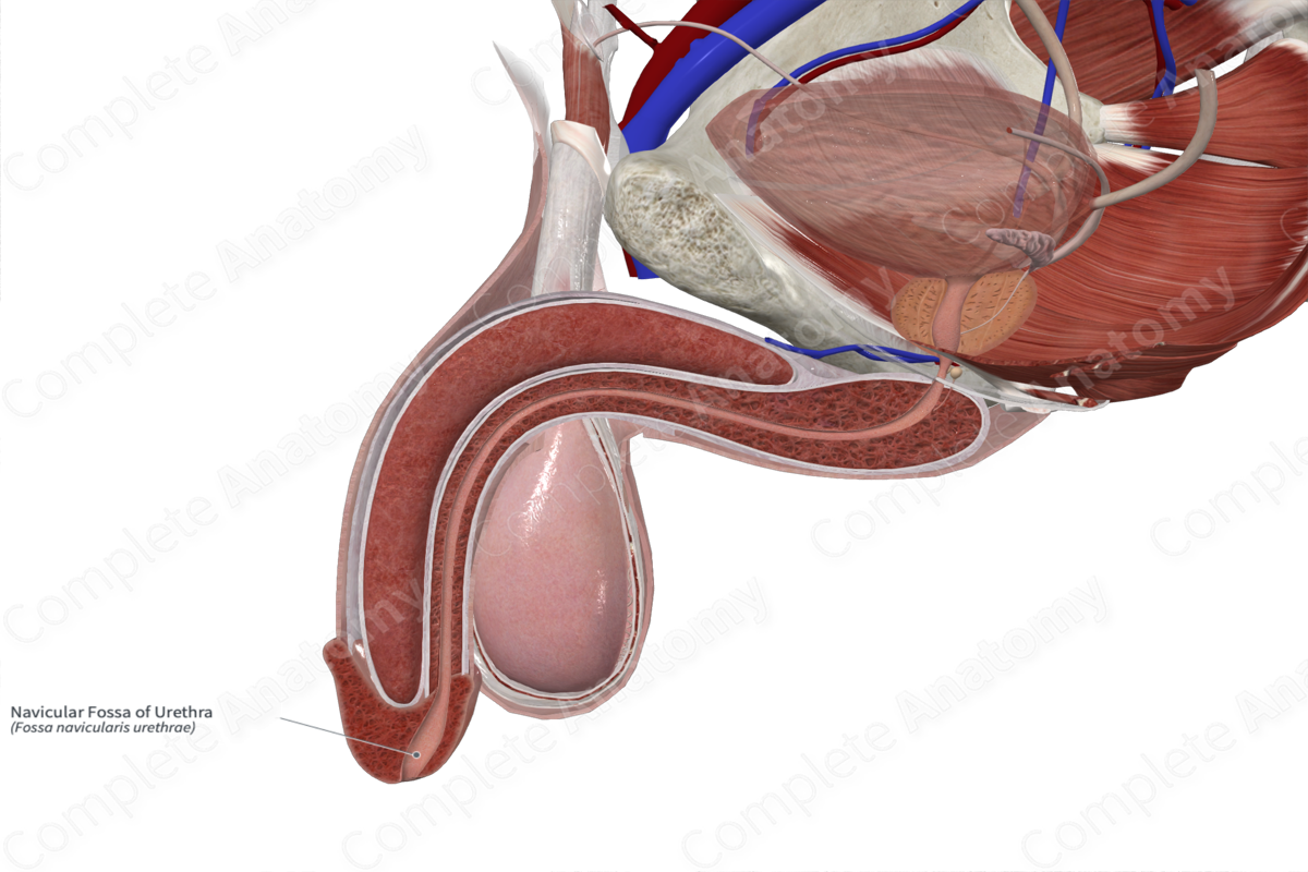 Navicular Fossa of Urethra 