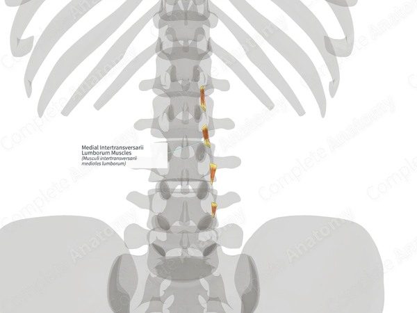 Medial Intertransversarii Lumborum Muscles (Right)
