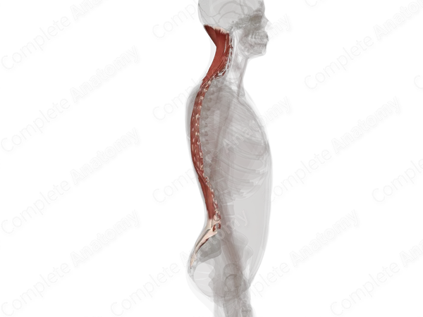 Intrinsic Muscles of Back